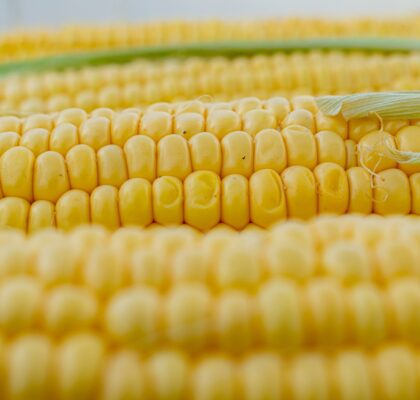 Quelles sont les multiples utilisations du maïs ?