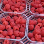 Barquette alimentaire remplie de framboise