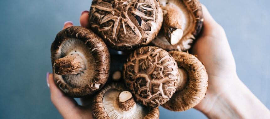 Le shiitake : un superaliment aux multiples bienfaits pour la santé