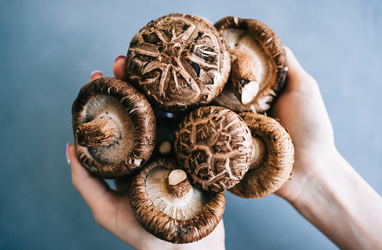 Le shiitake : un superaliment aux multiples bienfaits pour la santé
